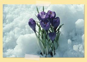 photo of snow and flowers