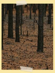 Image of burnt out forest