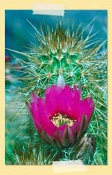 Image of cactus flower